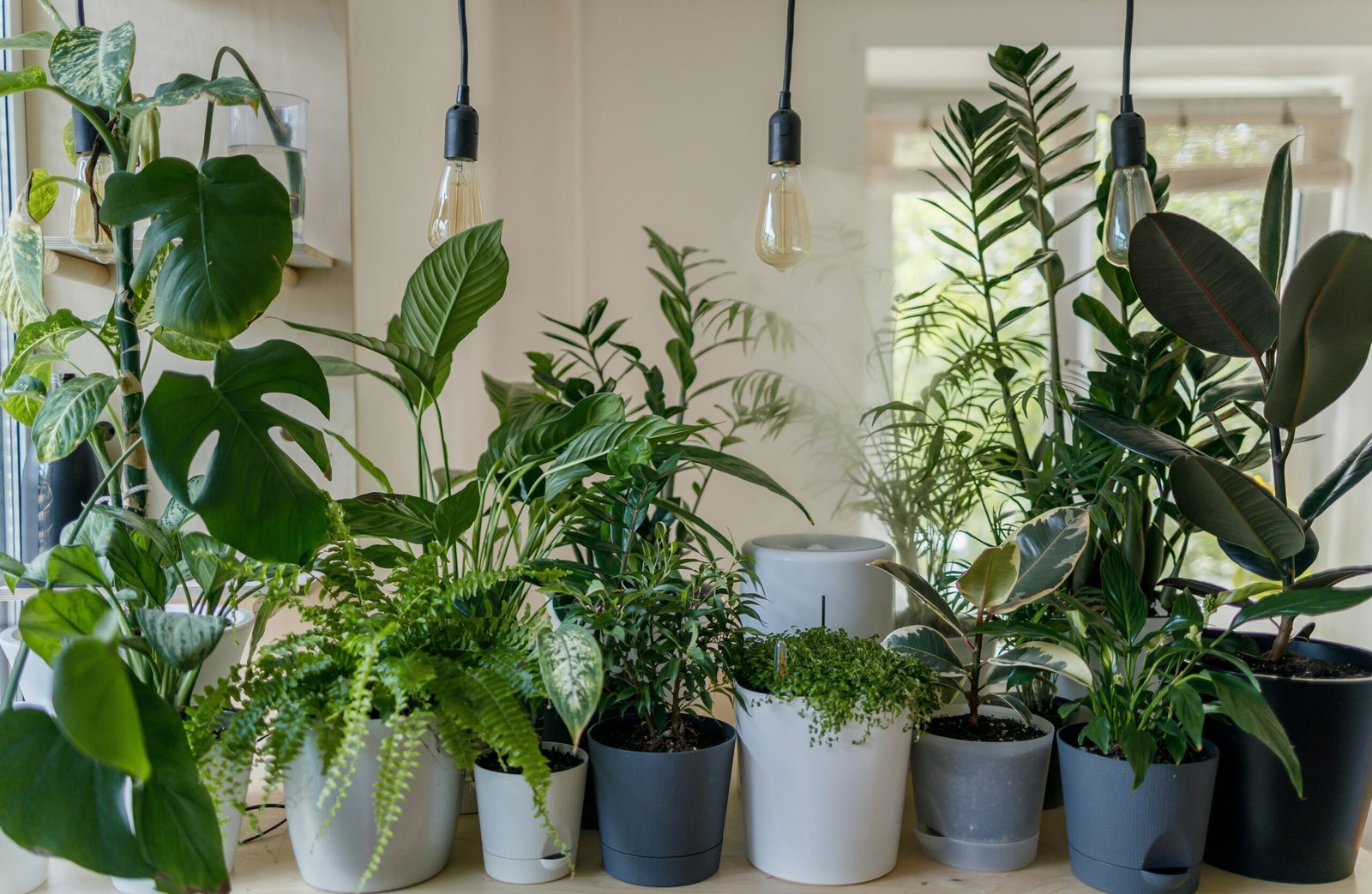 Creating an Indoor Garden: The Ultimate Guide